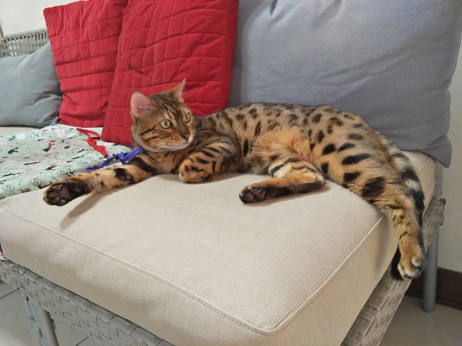 韋米雲樂寵物生活用品店