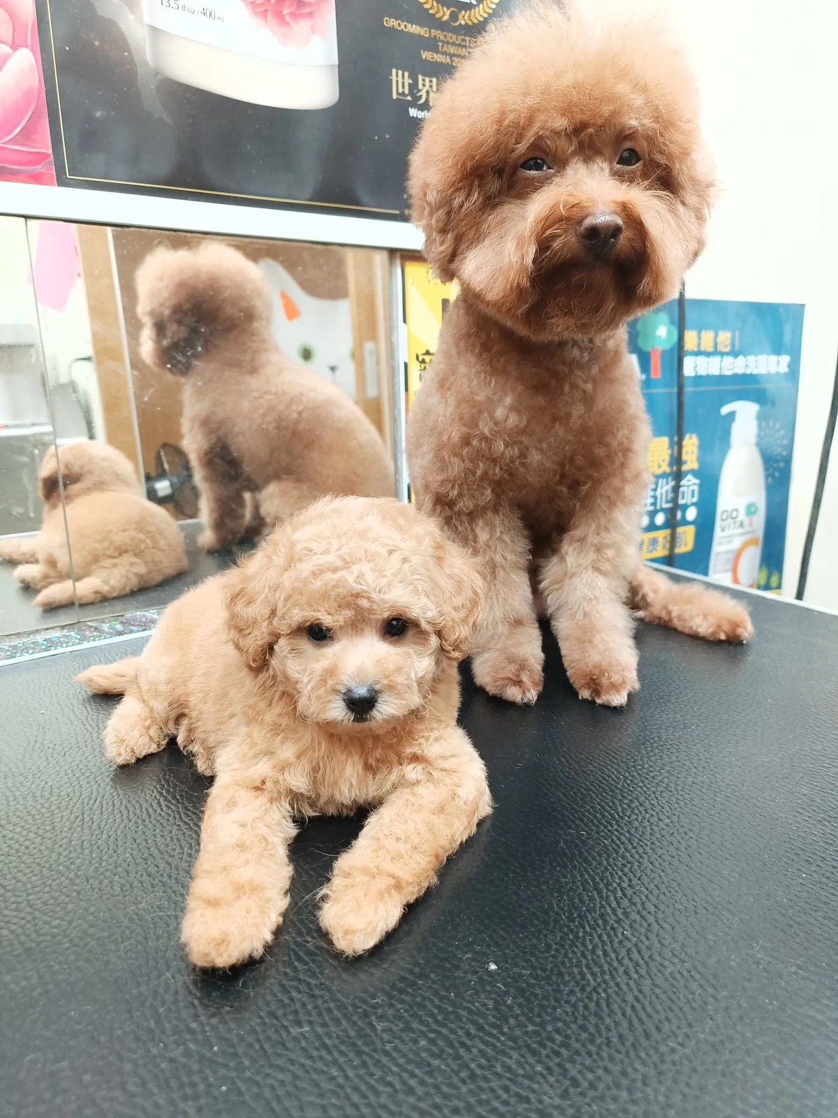 韋米雲樂寵物生活用品店