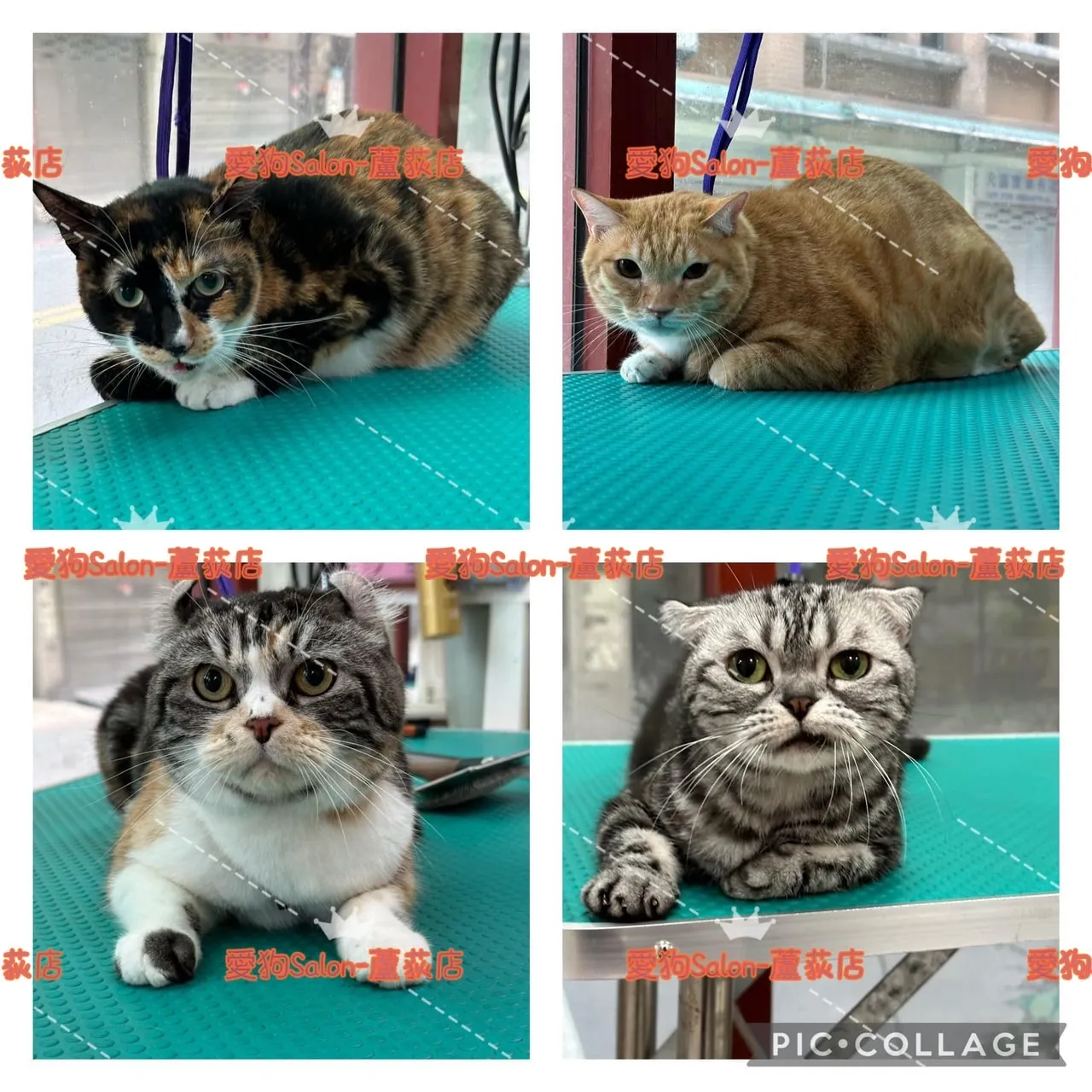 愛逗奶寵物沙龍