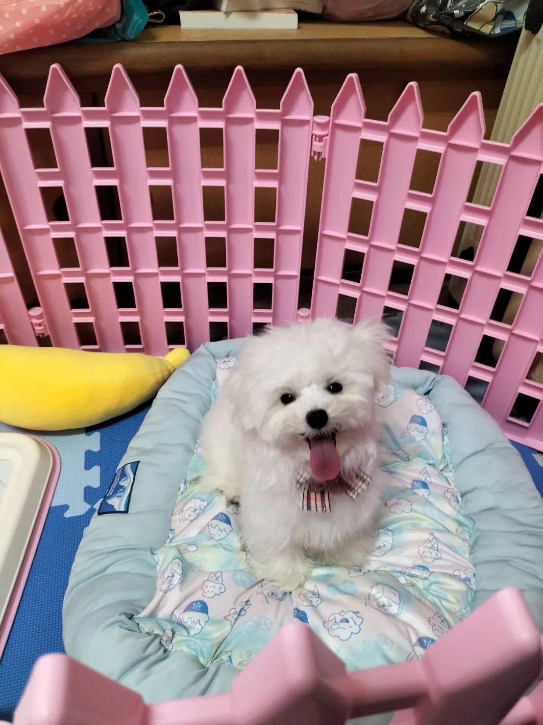 太吉台灣犬犬舍