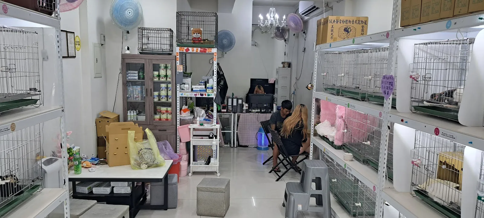 太吉台灣犬犬舍