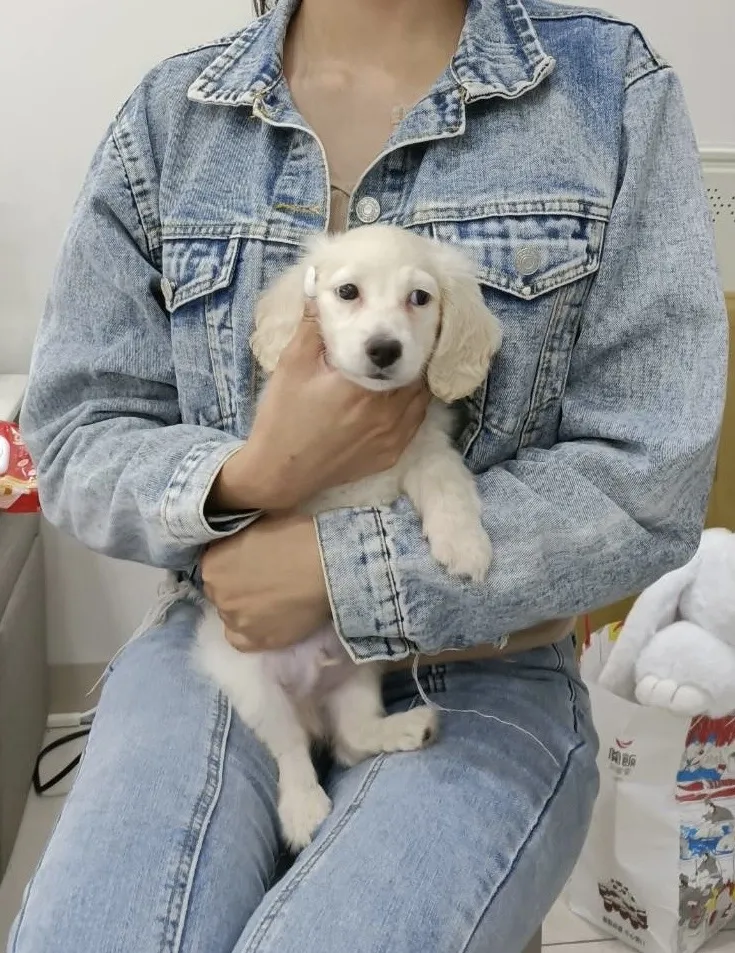 太吉台灣犬犬舍