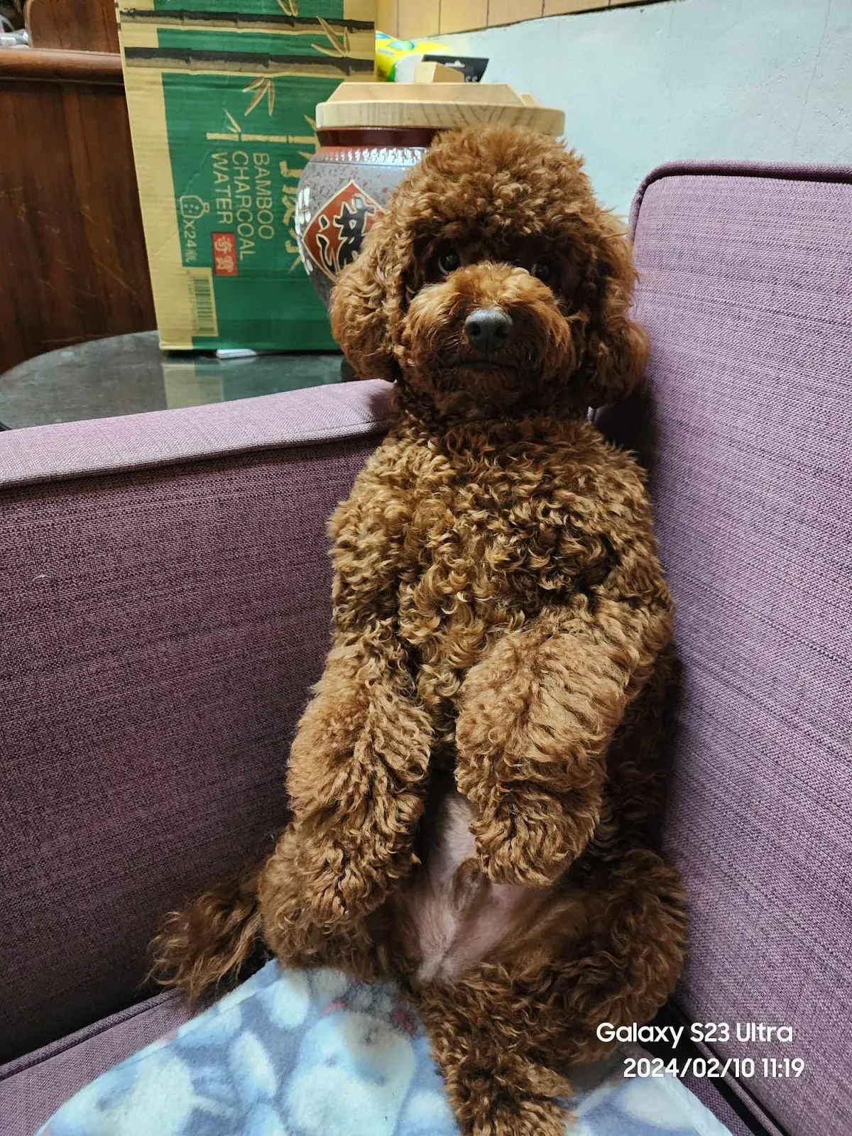 太吉台灣犬犬舍