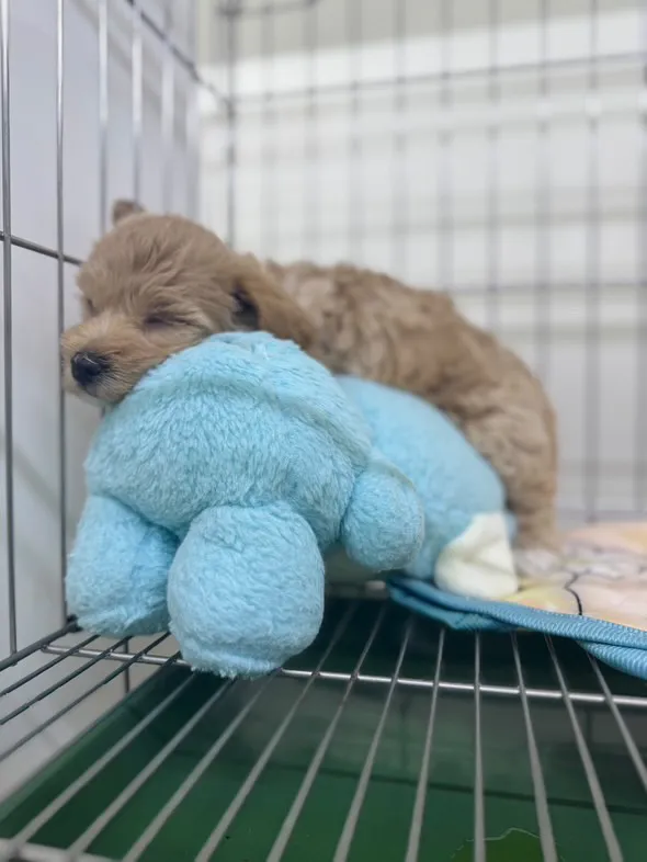 太吉台灣犬犬舍