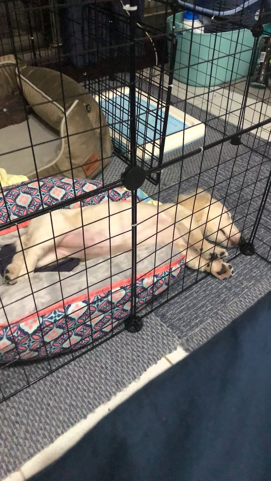 太吉台灣犬犬舍