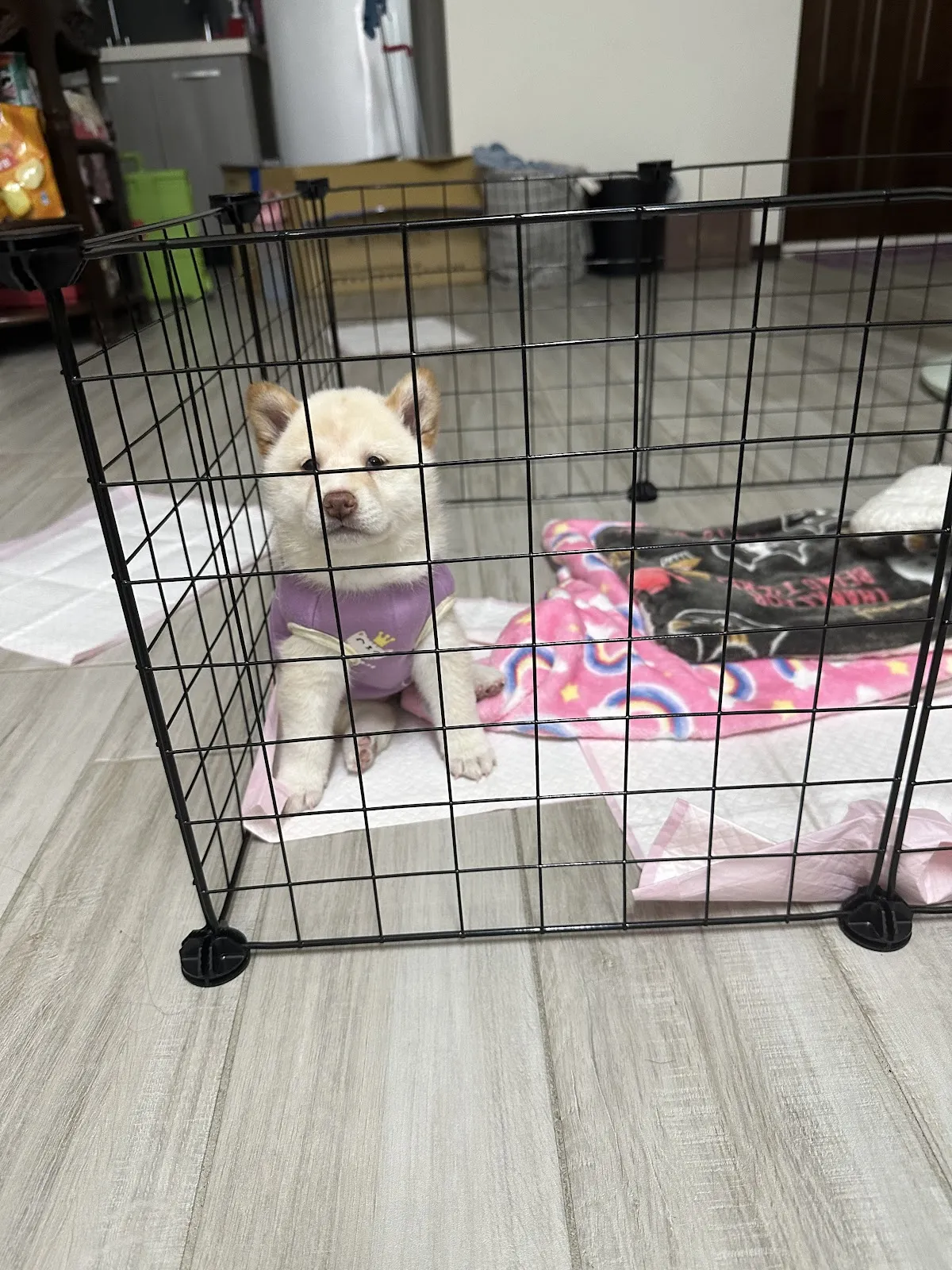 太吉台灣犬犬舍