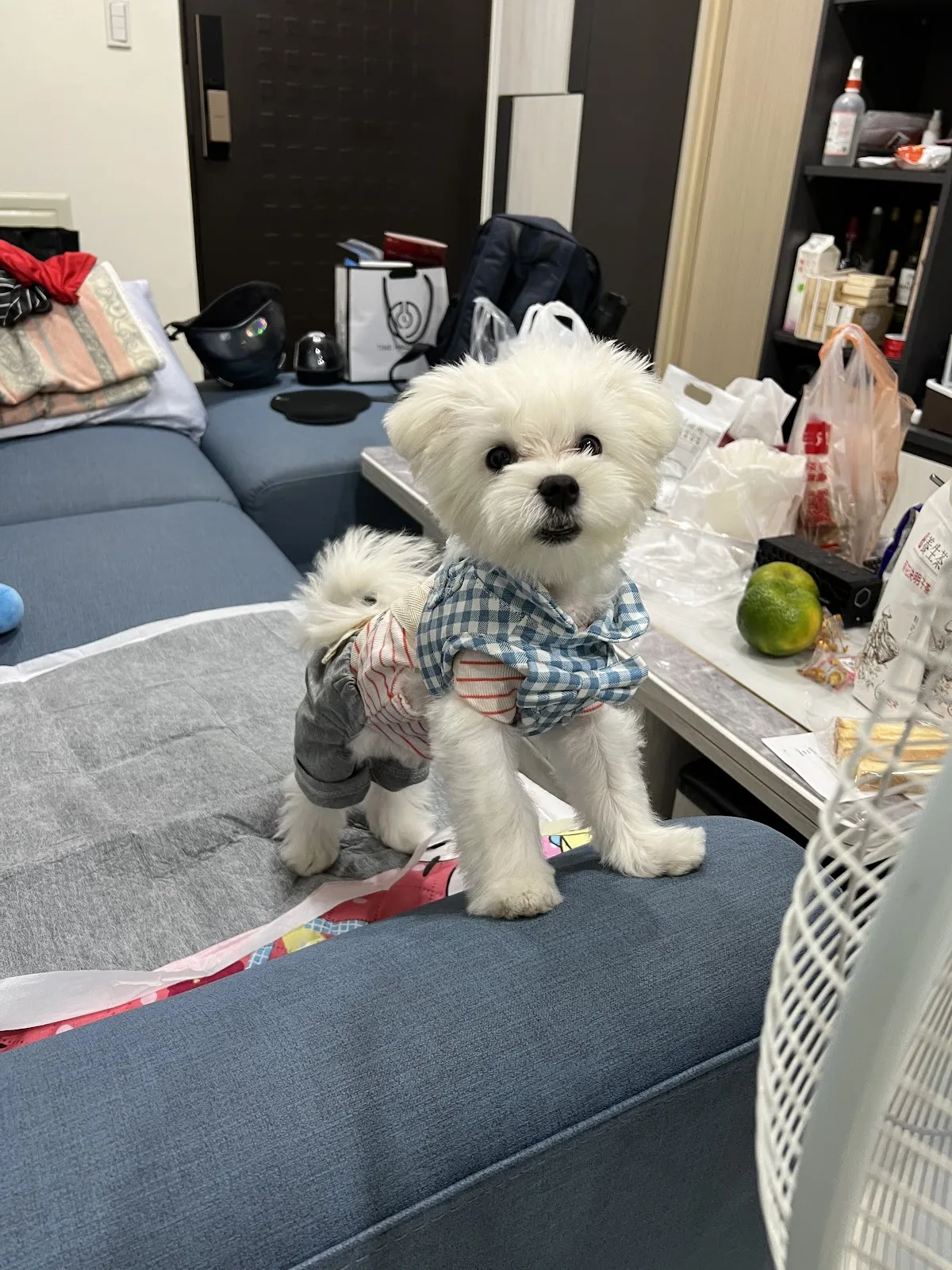 太吉台灣犬犬舍