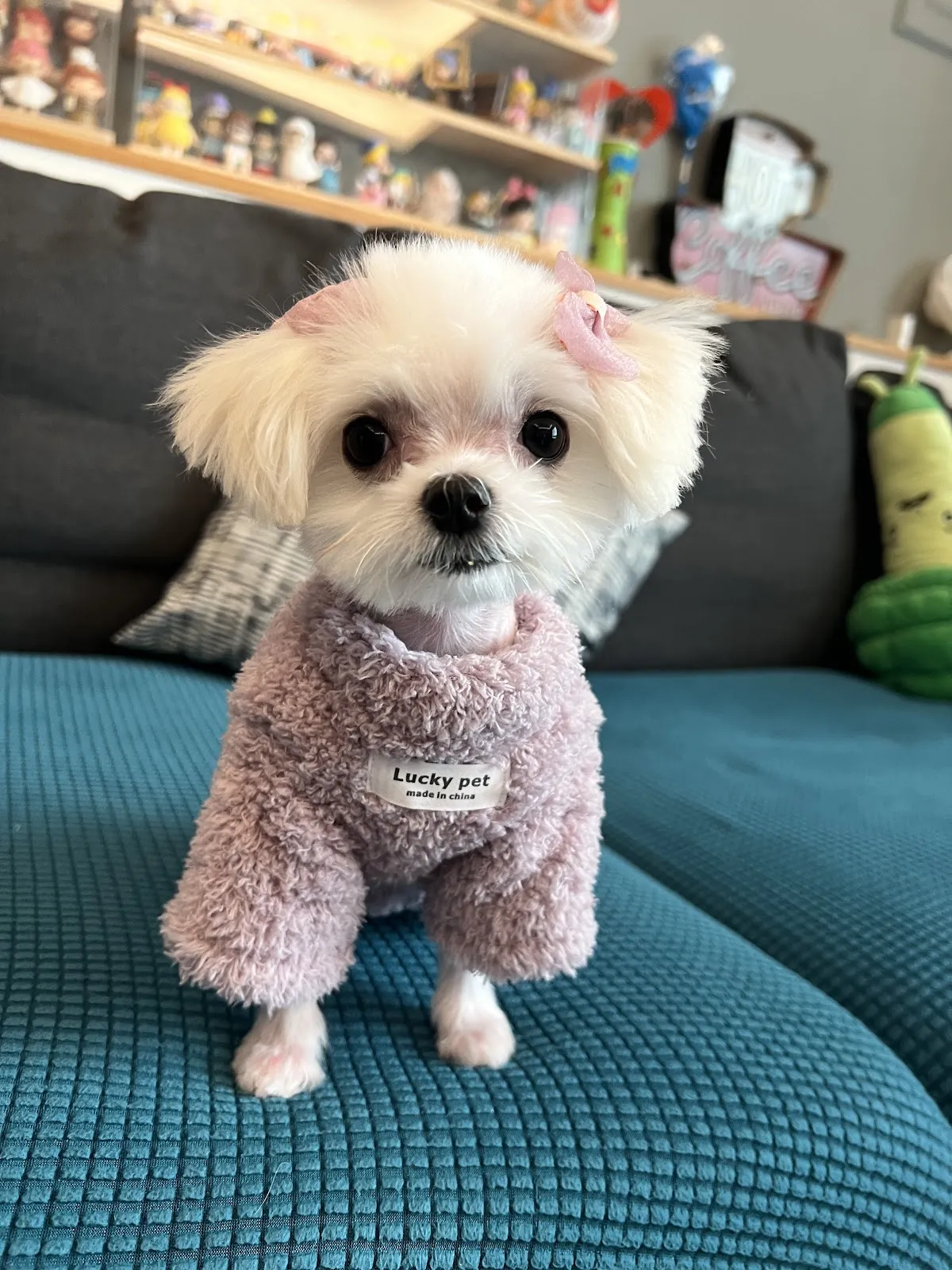 太吉台灣犬犬舍