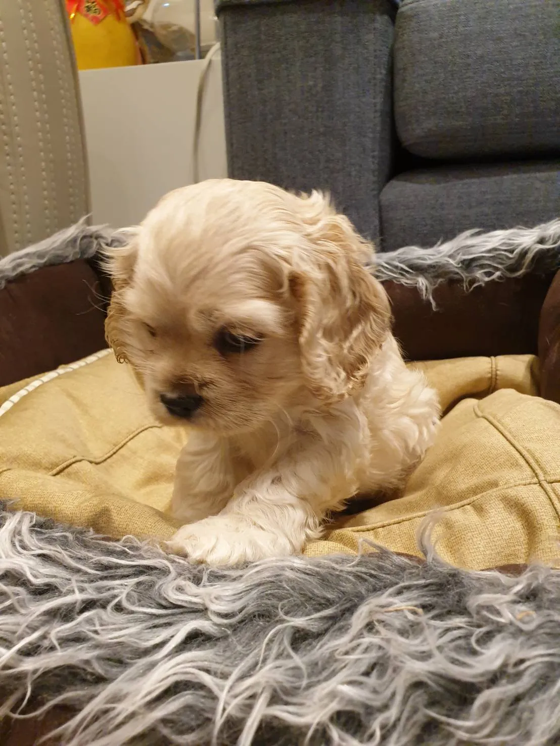 流川丰寵物生活館