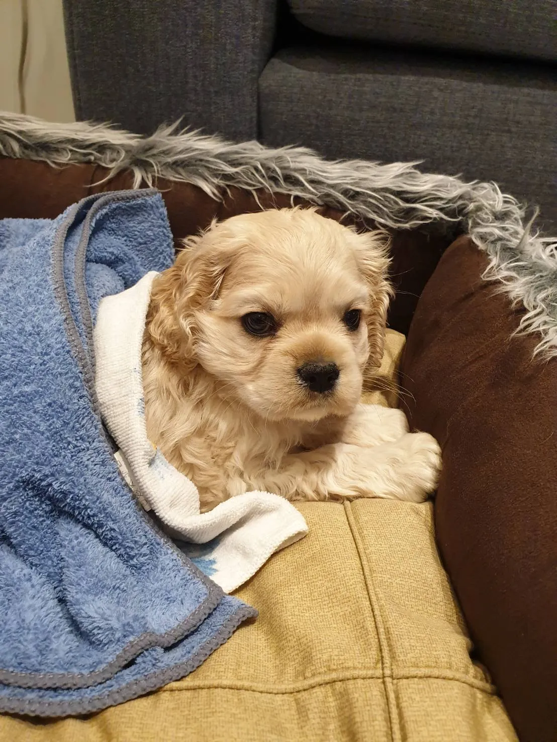 流川丰寵物生活館