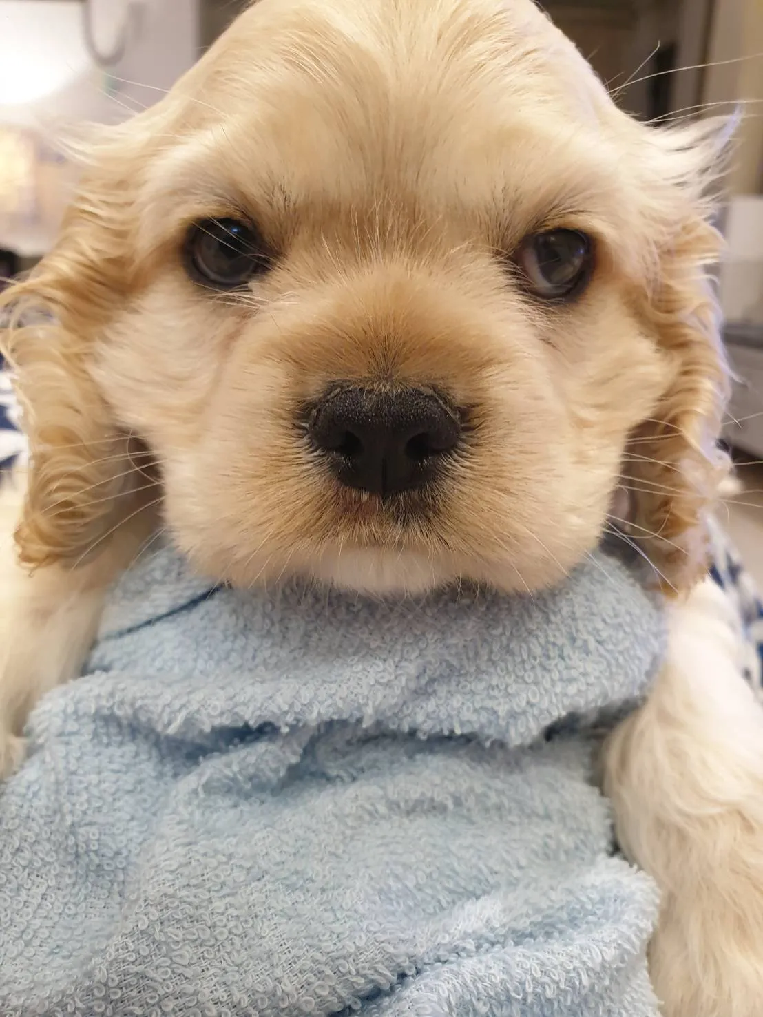 流川丰寵物生活館