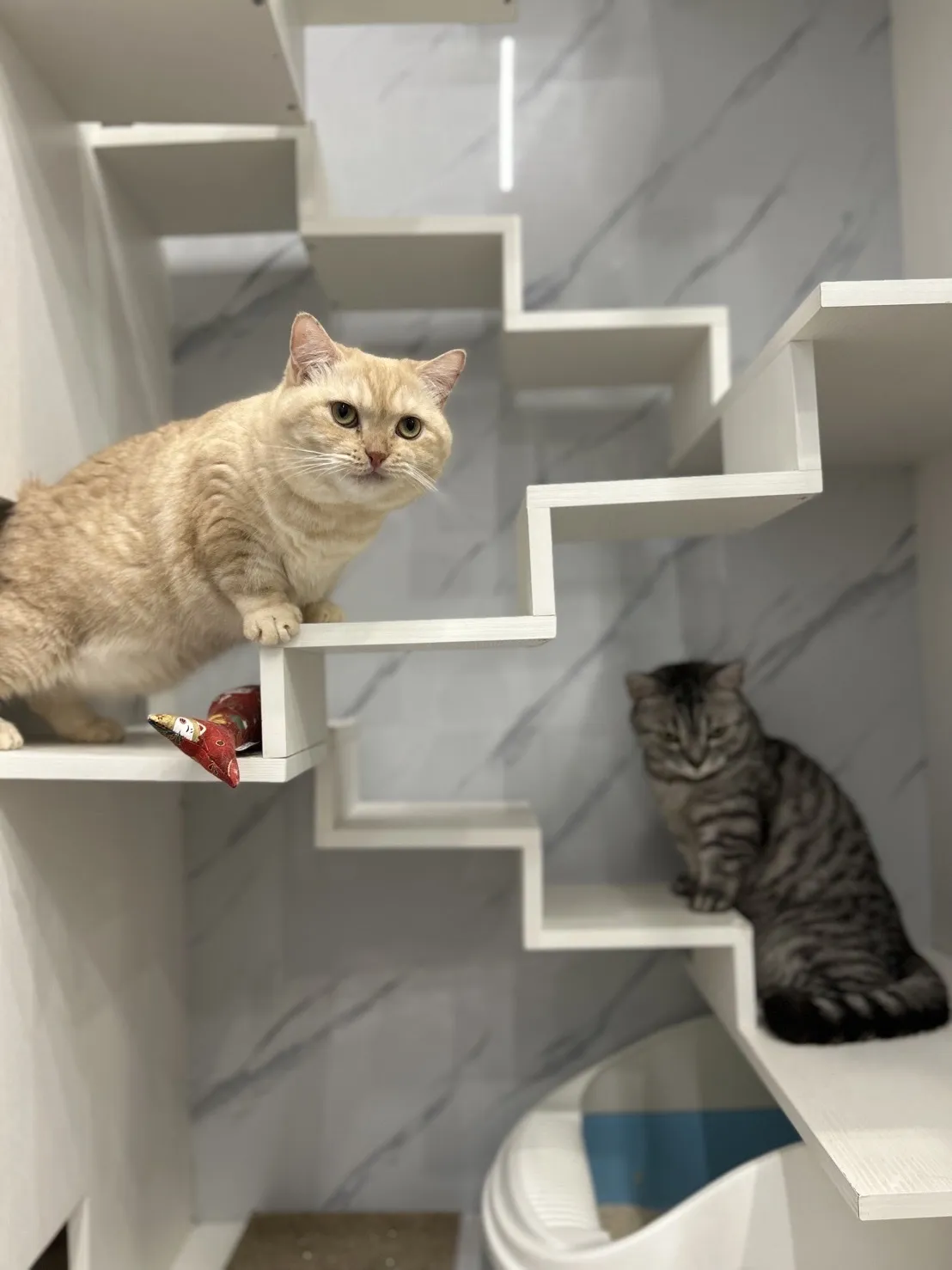 亞利安貓咪生活館