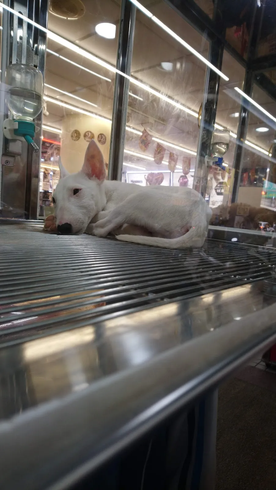 優逗寵物量販店