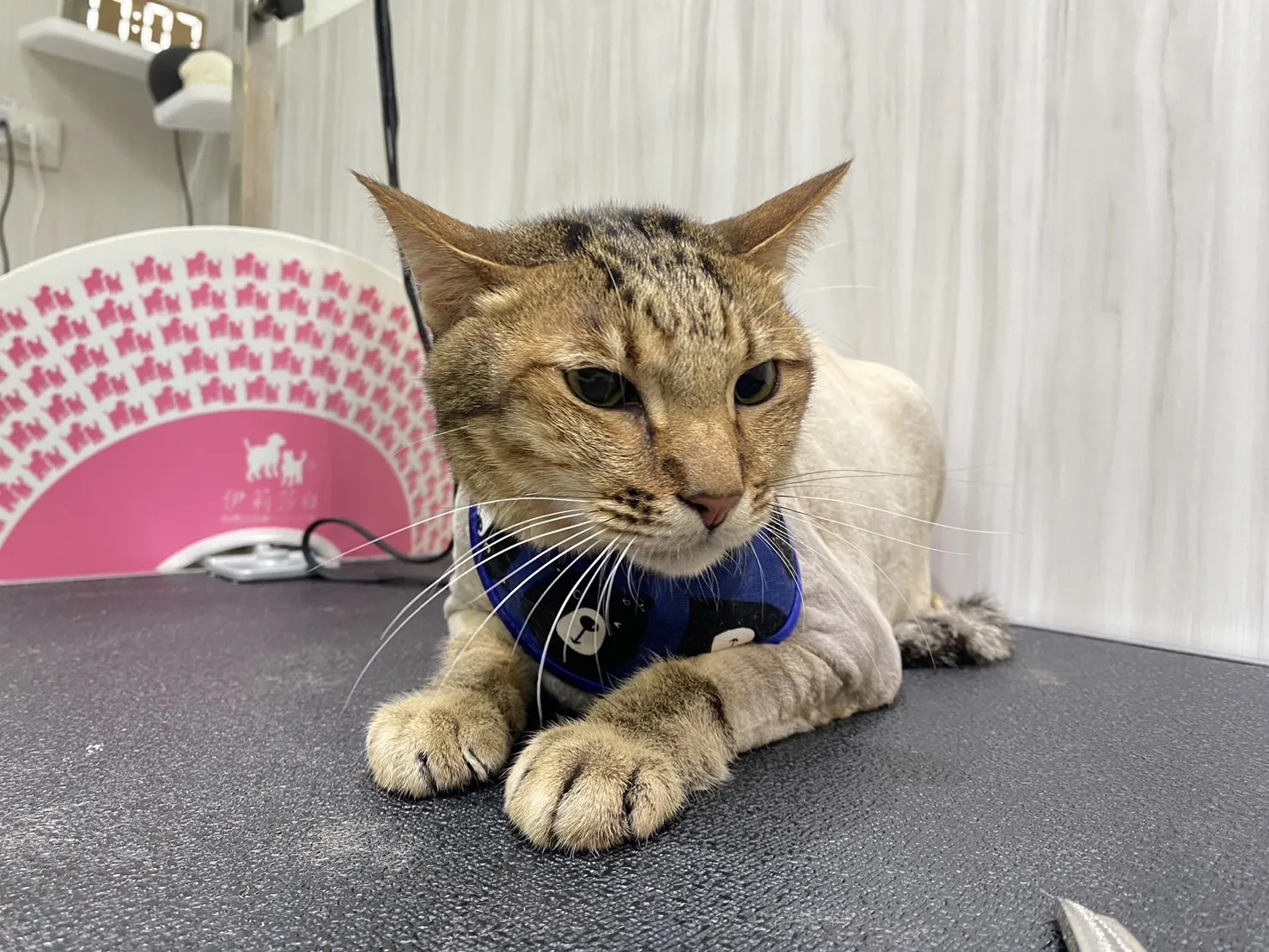 咪妮寶寵物美容旅館