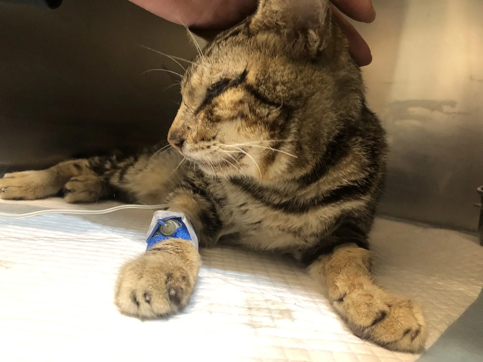 百果山動物診所