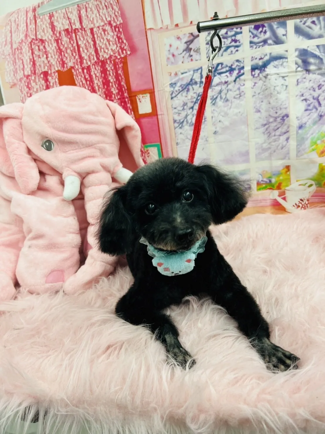 哈米寵物生活舘