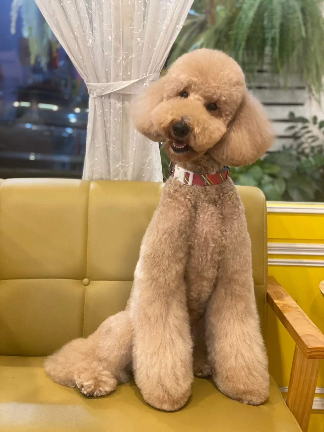 花花寵物美容會館