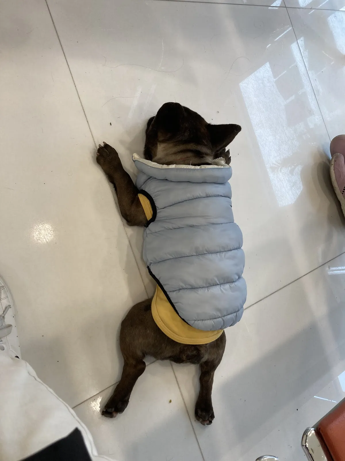 雪坊寵物用品店