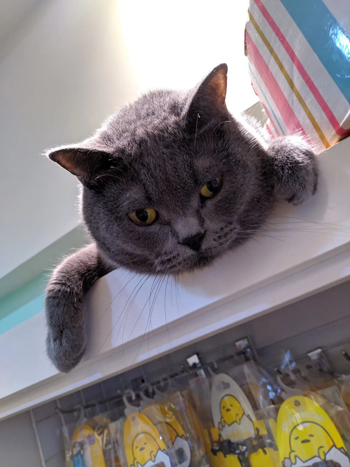 美樂蒂寵物靚坊