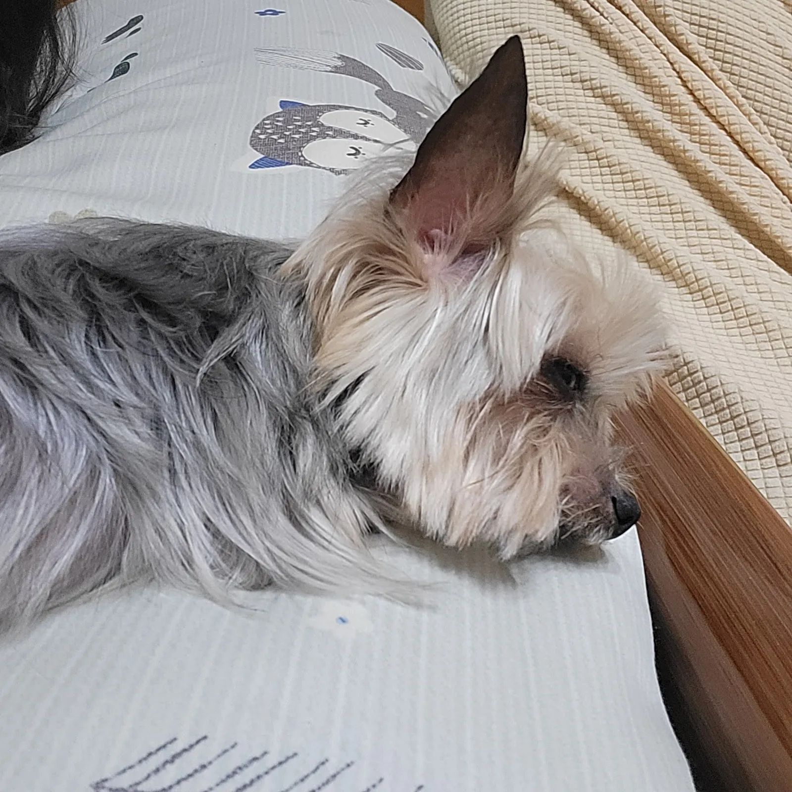 美樂蒂寵物靚坊