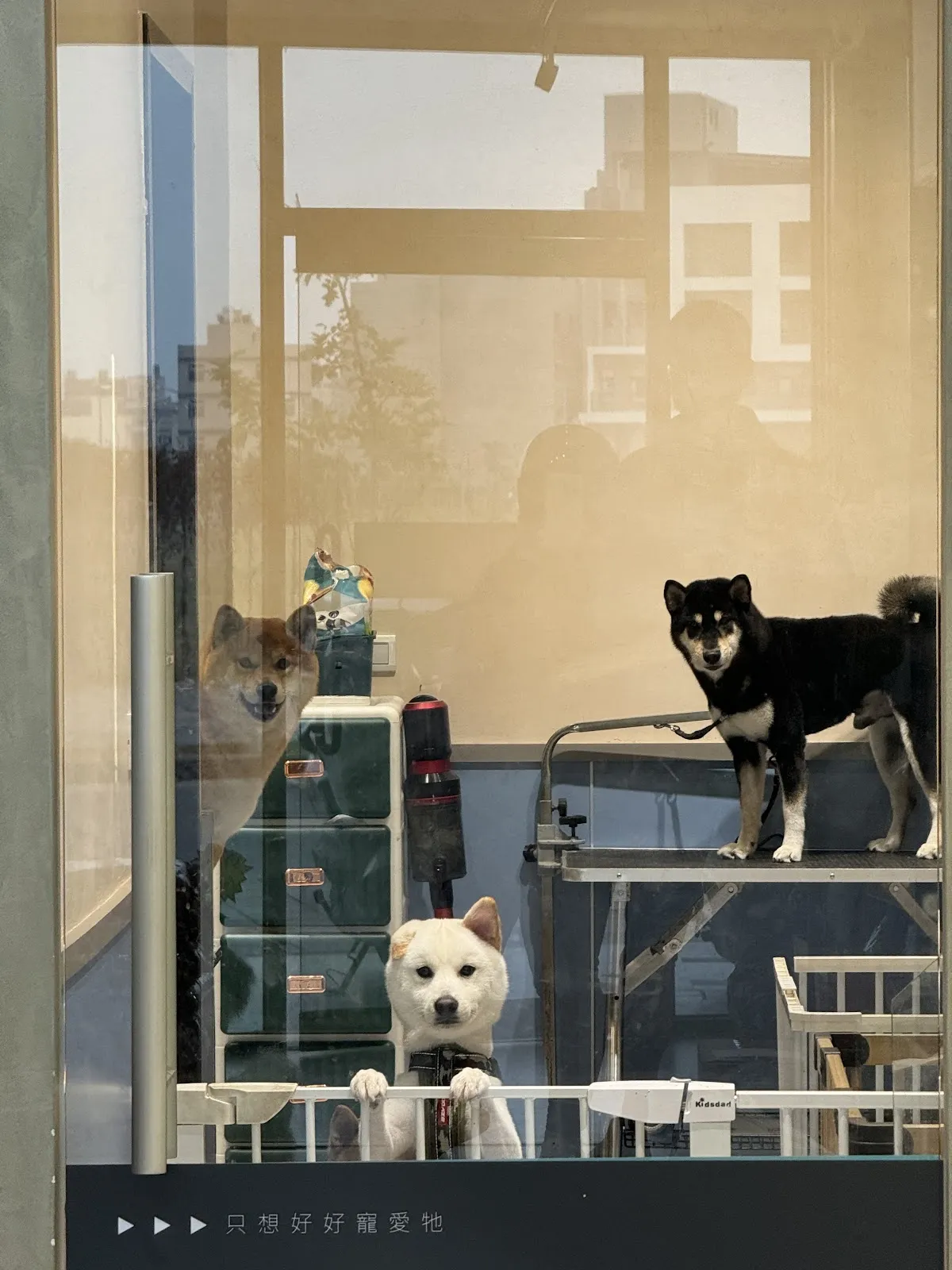 丹晅寵物沙龍旅館