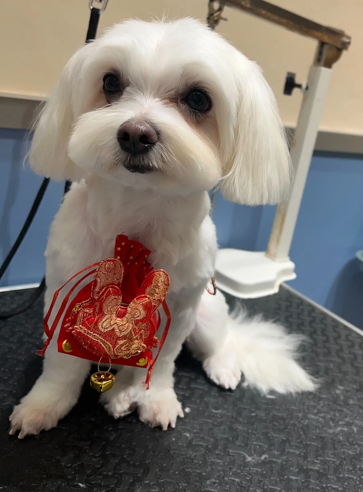 丹晅寵物沙龍旅館