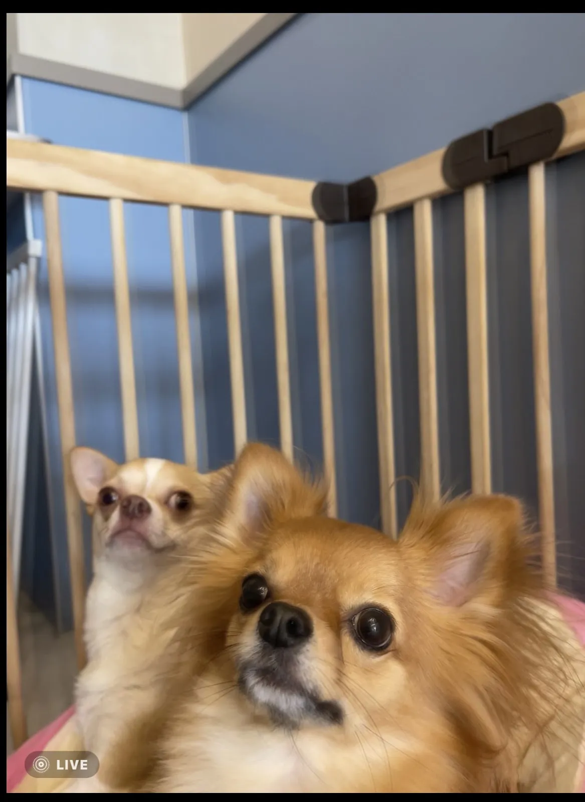 丹晅寵物沙龍旅館