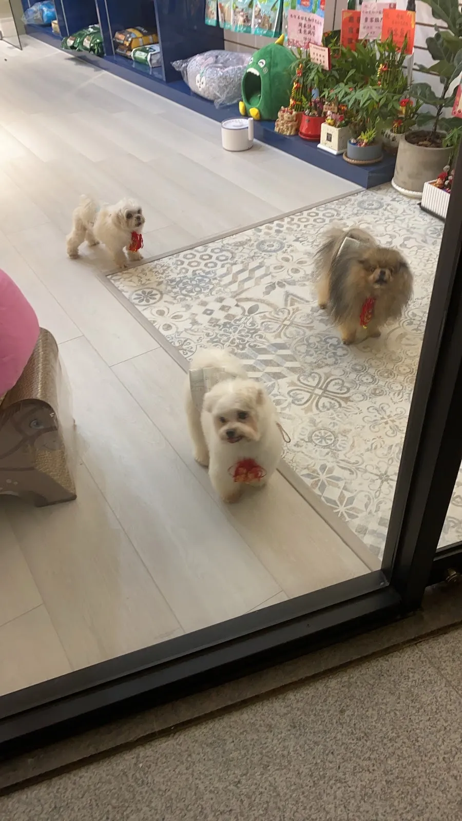 丹晅寵物沙龍旅館