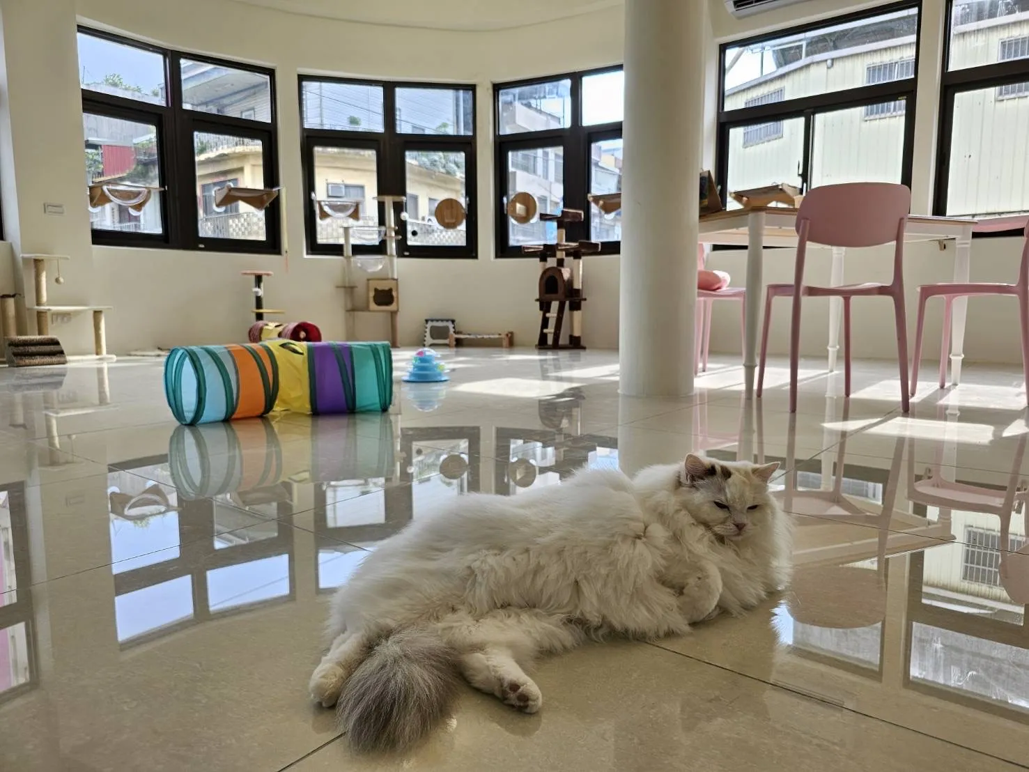 卡發利犬舍(貓)