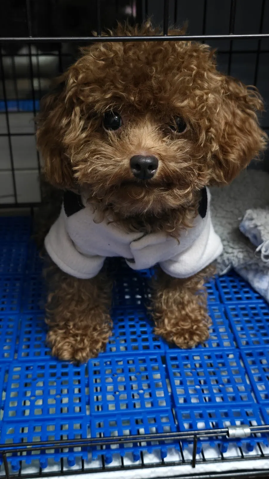 愛玩家犬貓寵物坊