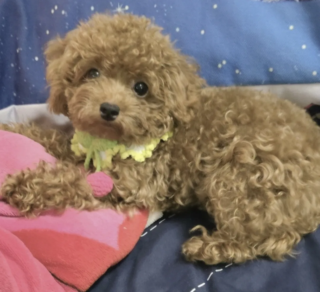 愛玩家犬貓寵物坊