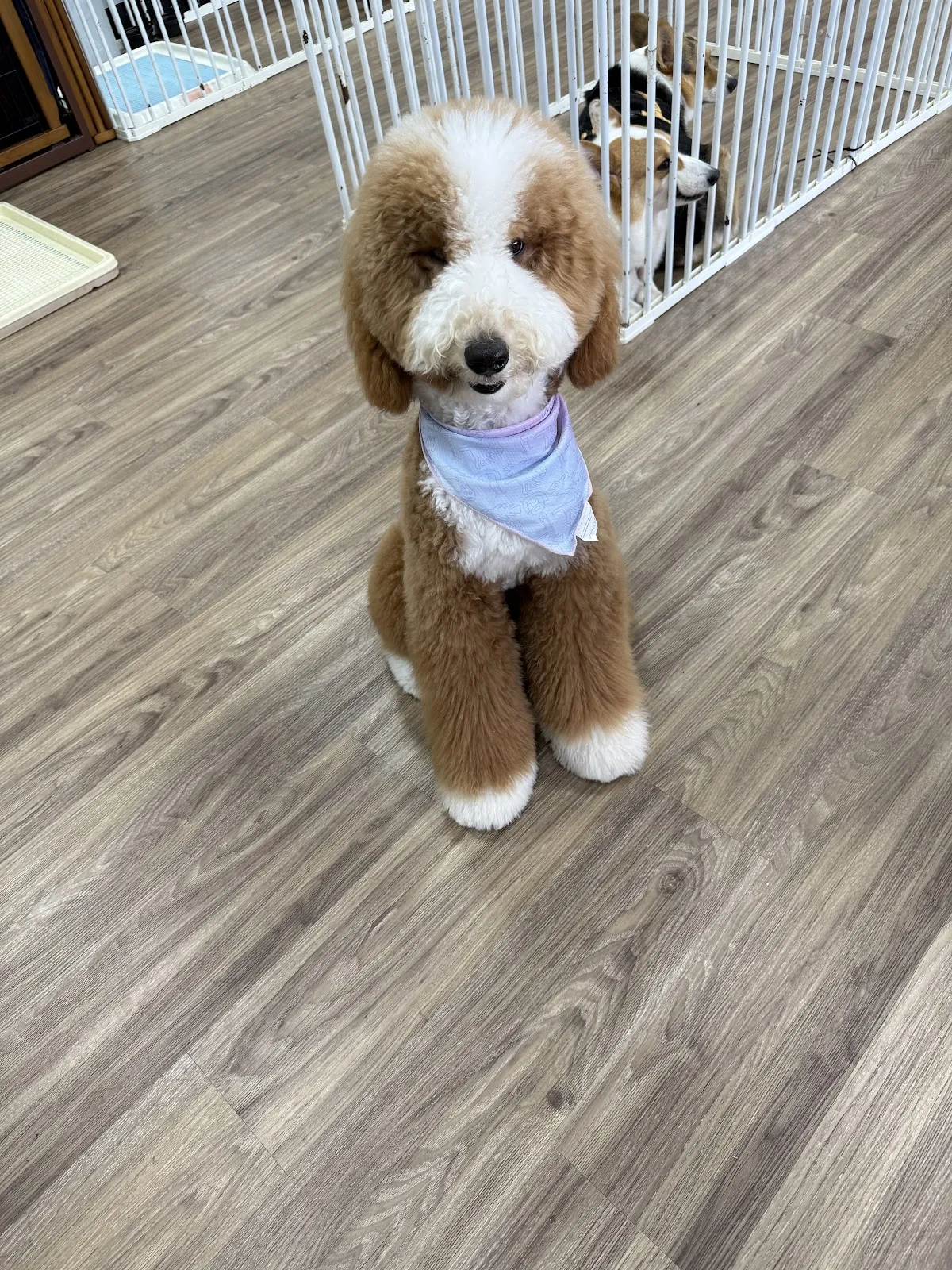 愛玩家犬貓寵物坊