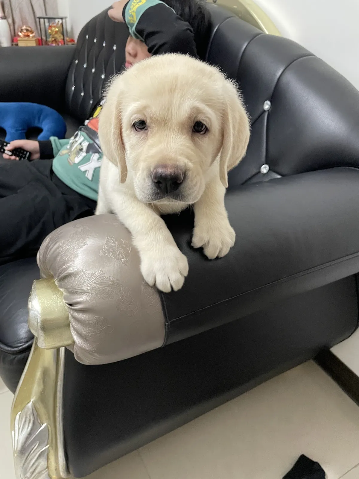 阿芹小姐寵物盒子館