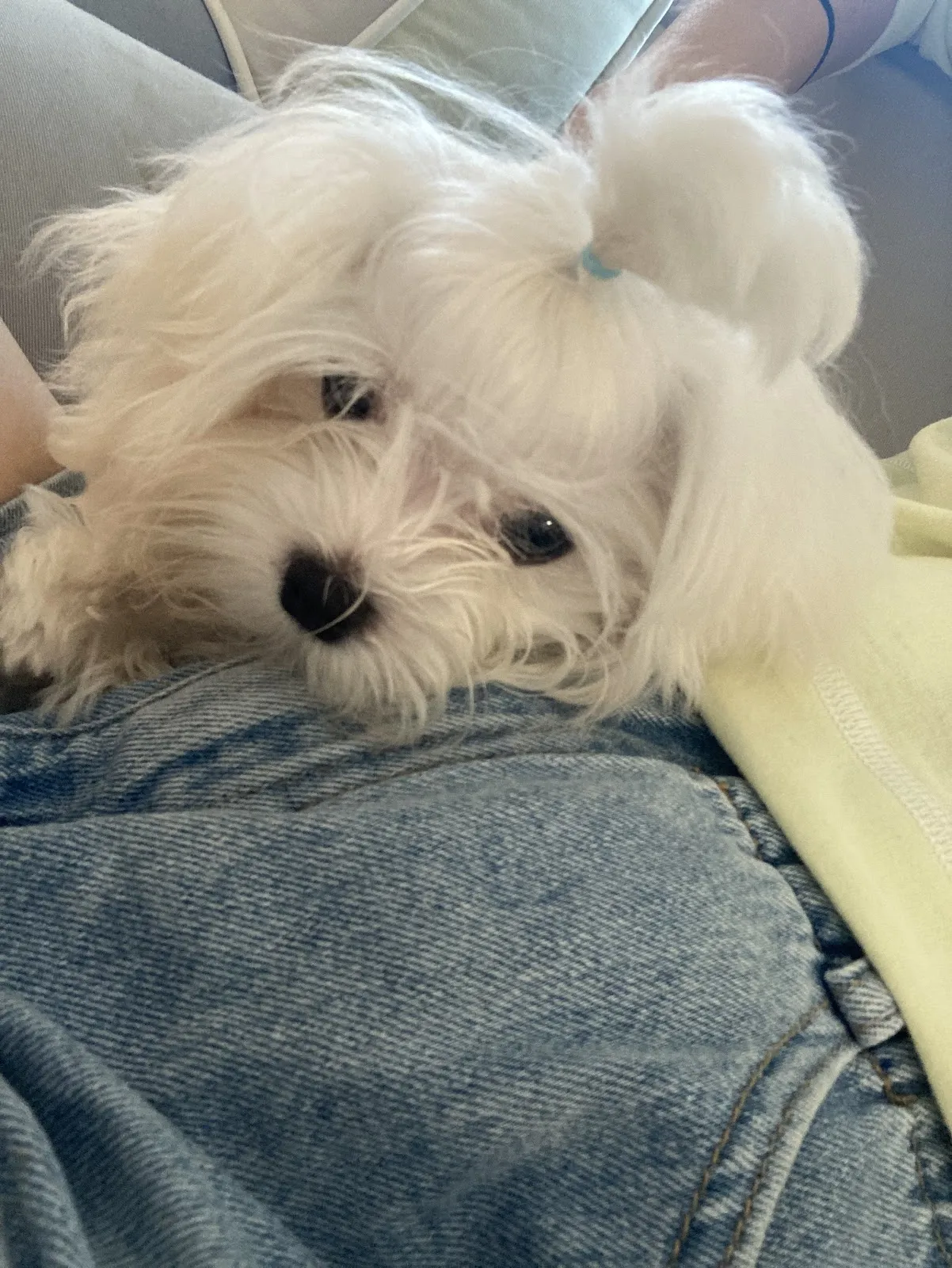 阿芹小姐寵物盒子館