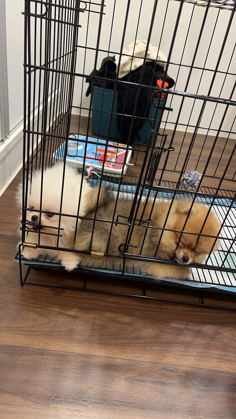 阿芹小姐寵物盒子館