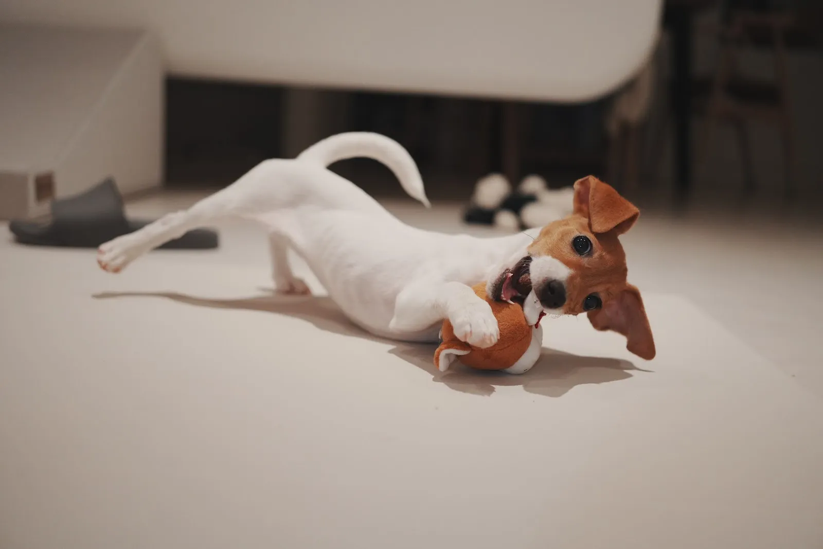 阿芹小姐寵物盒子館