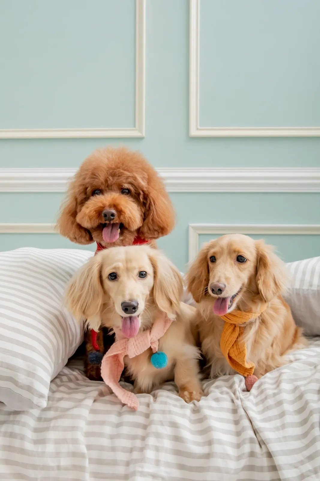 阿芹小姐寵物盒子館