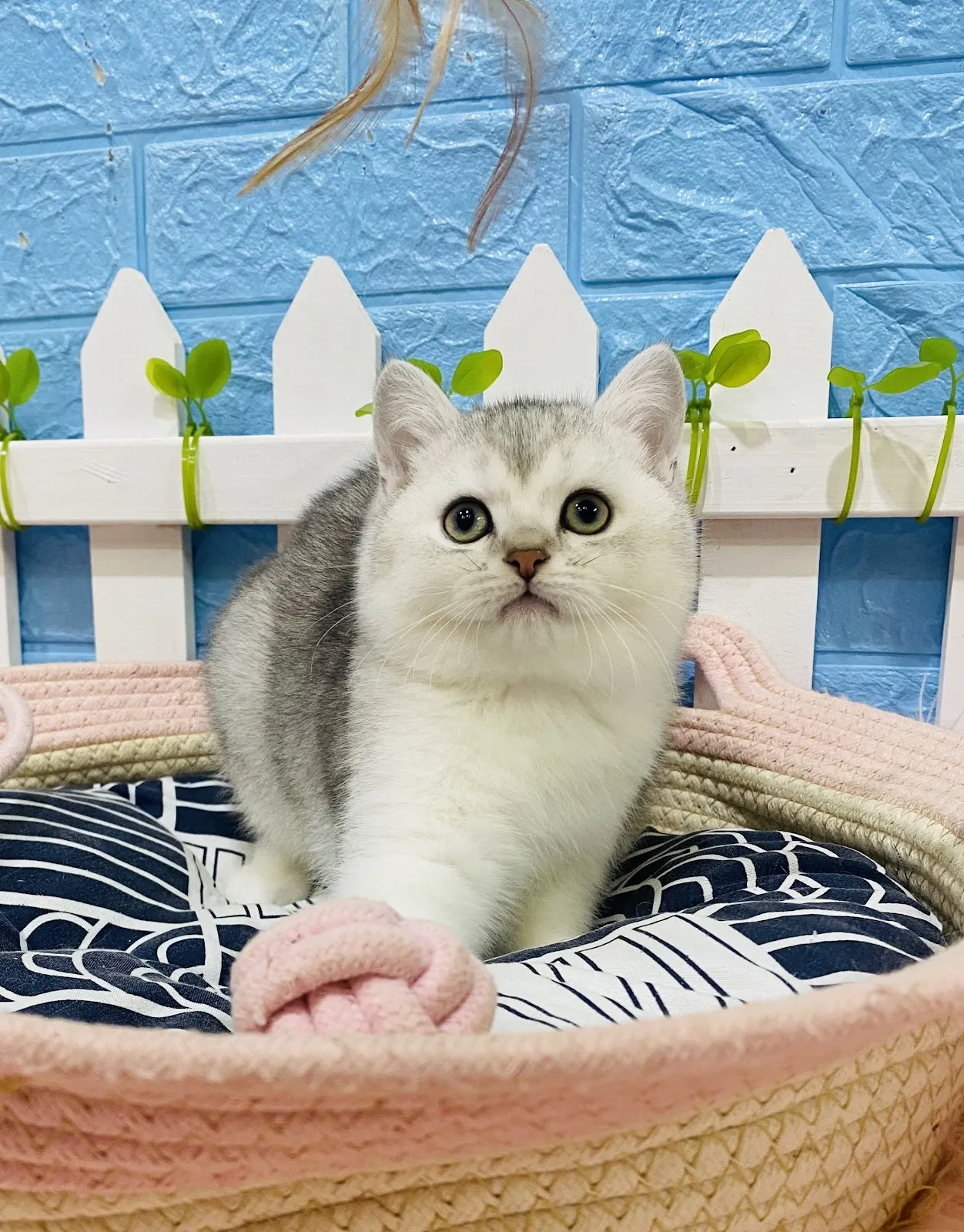 凱特伯爵藍布偶貓舍