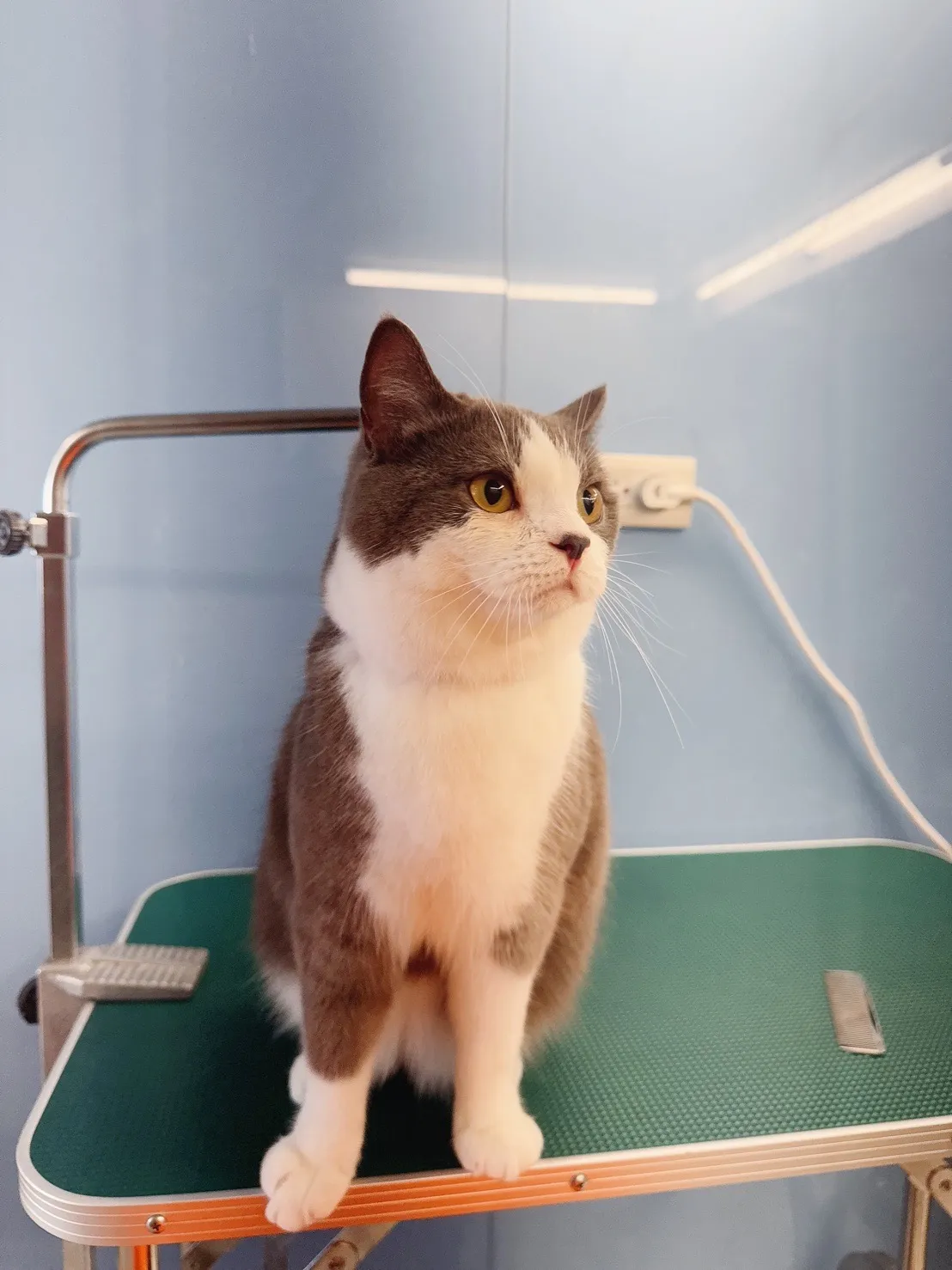 派格寵物美容館