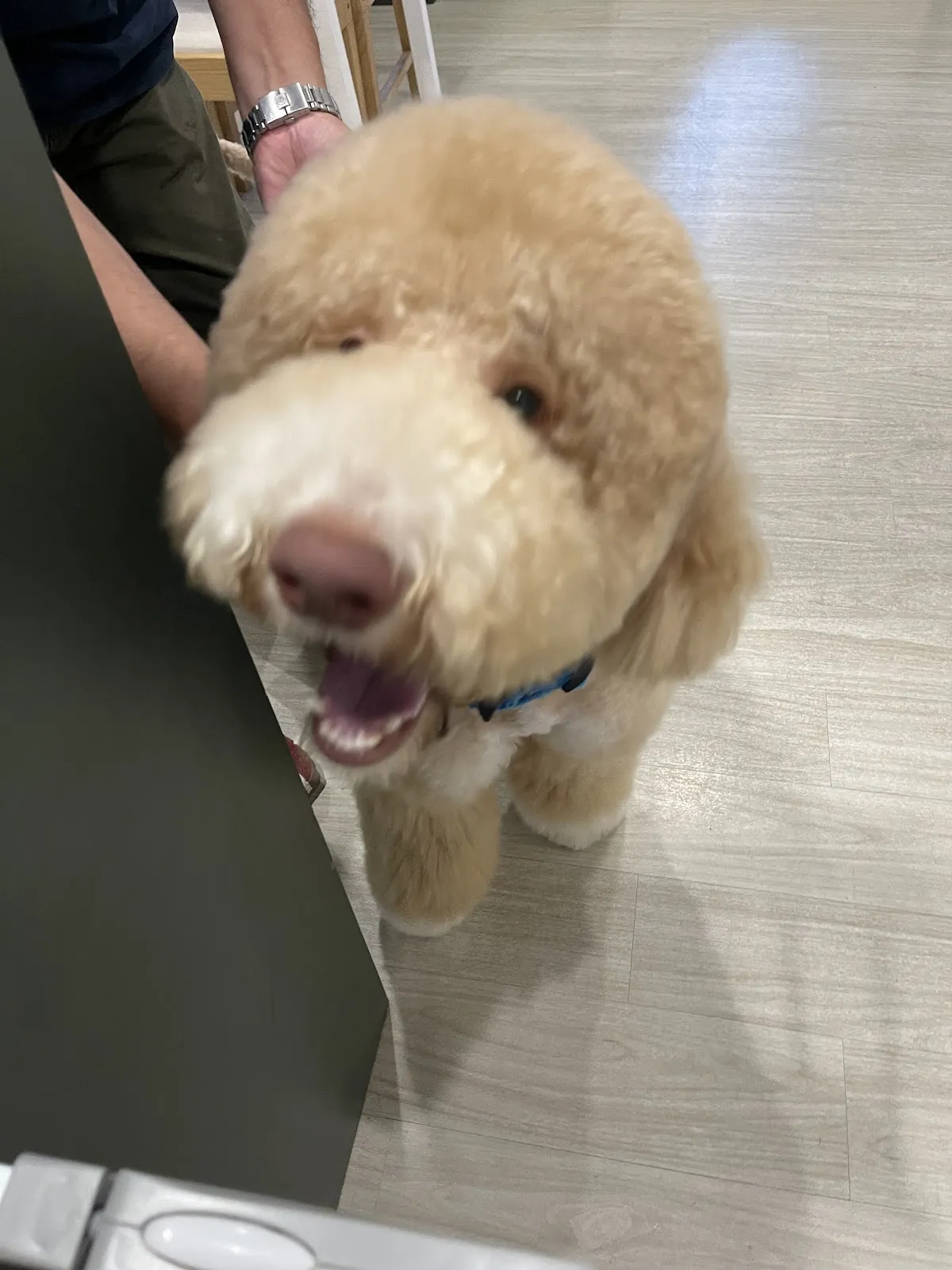 派格寵物美容館