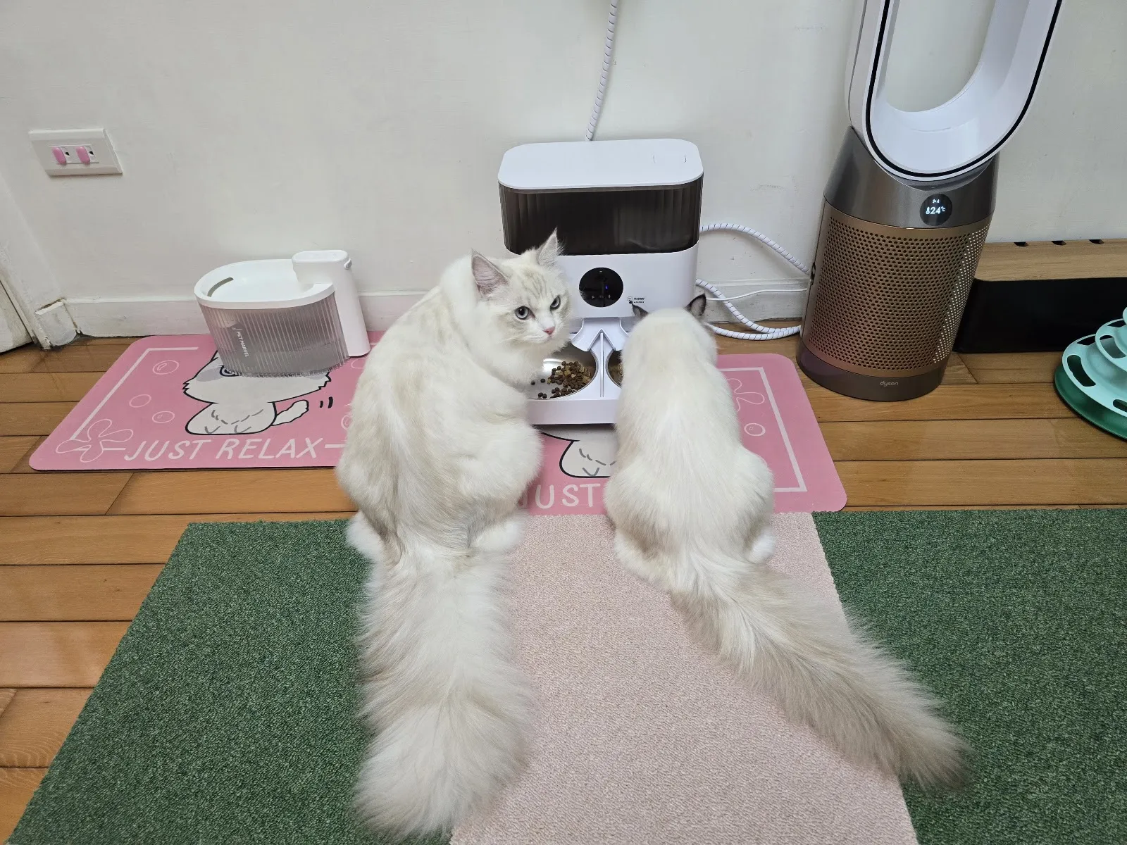 派格寵物美容館