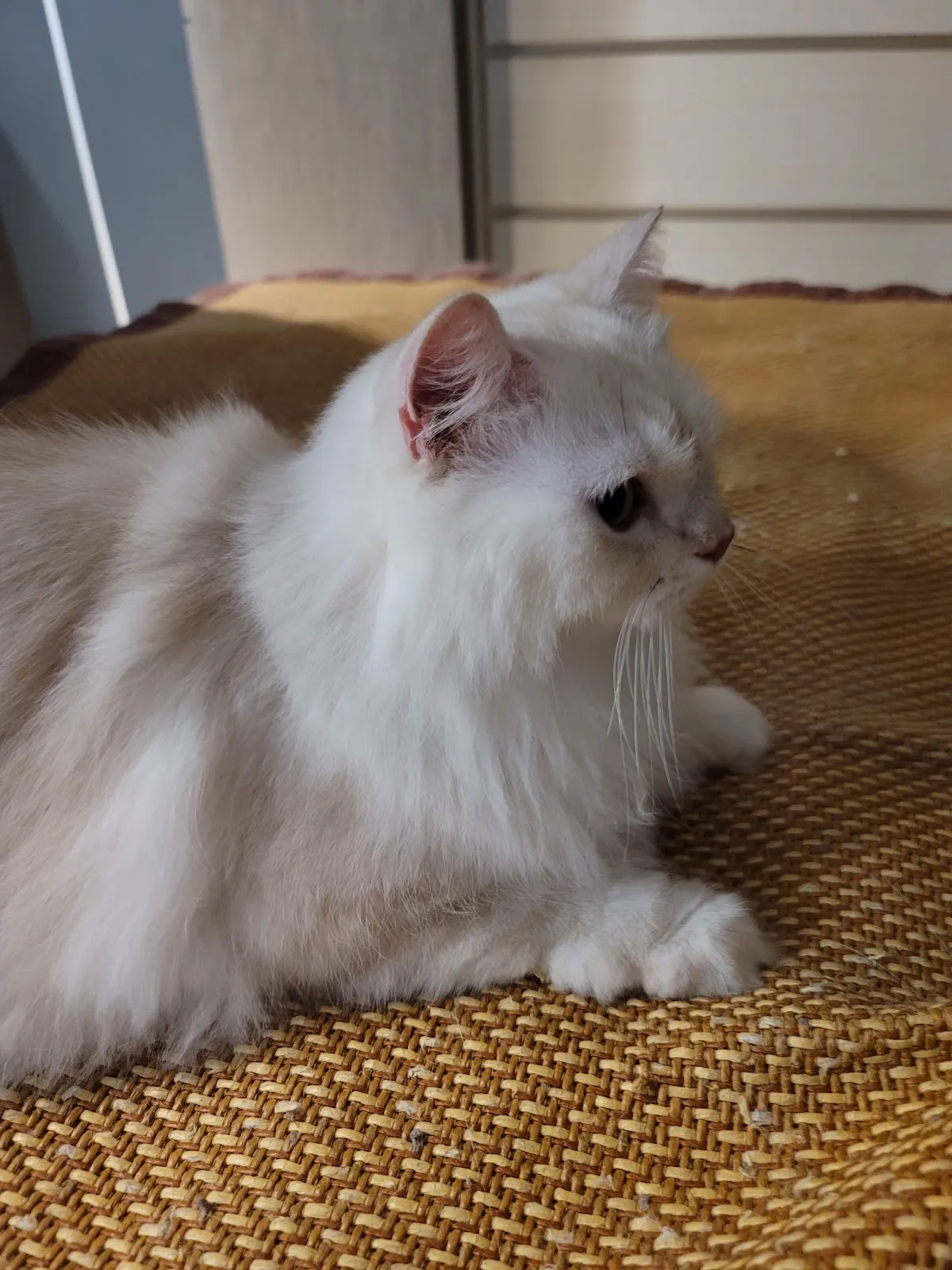 派格寵物美容館