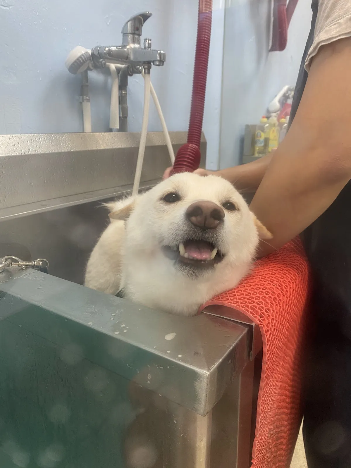 花襪子的家寵物生活館