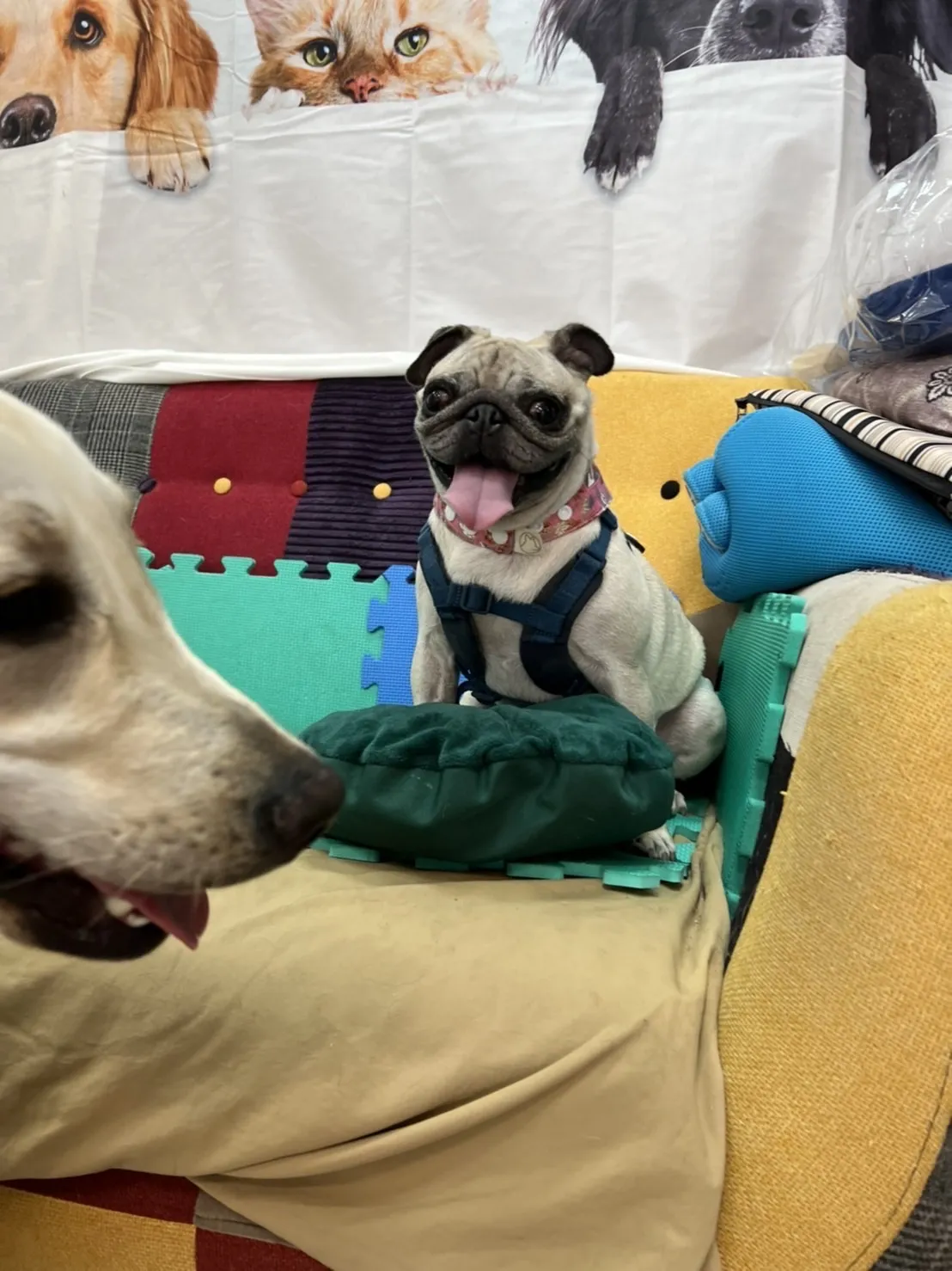 花襪子的家寵物生活館