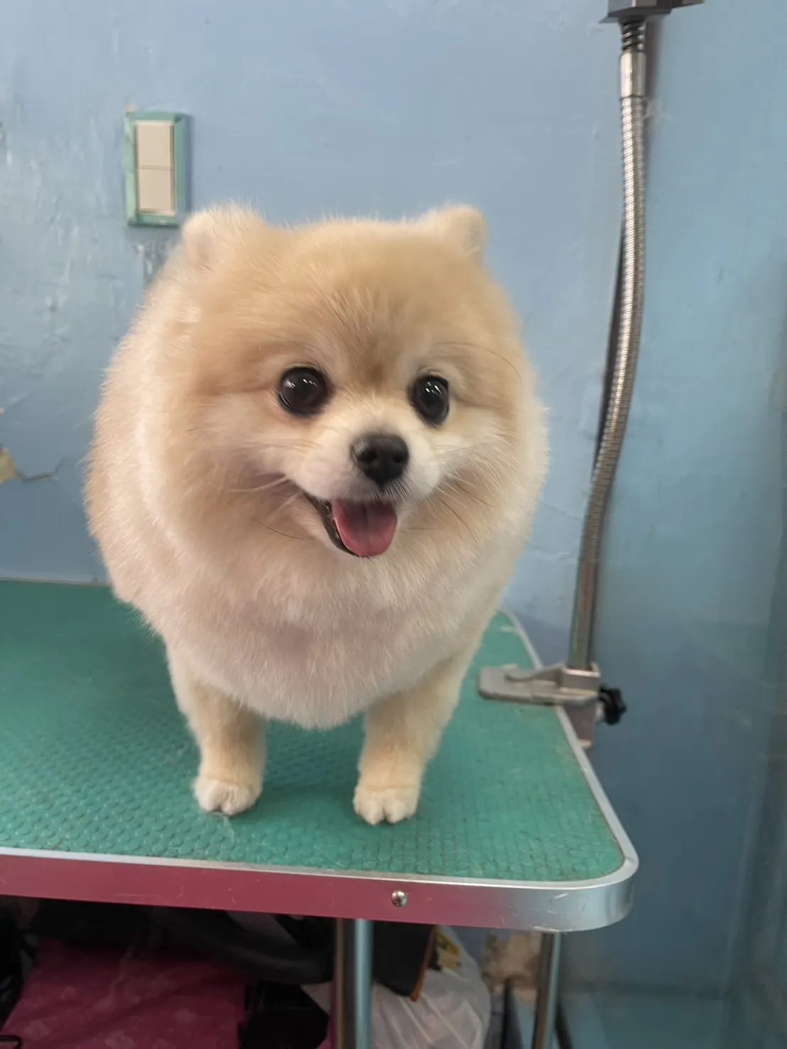 花襪子的家寵物生活館