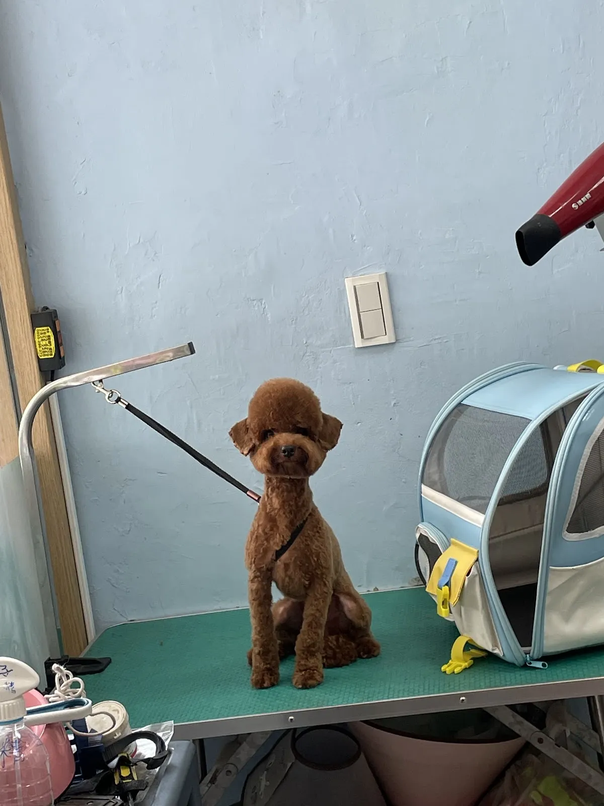 花襪子的家寵物生活館