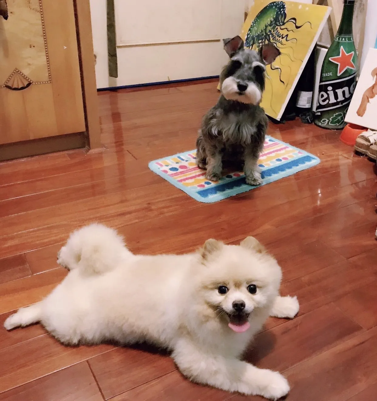 楓葉寵物沙龍店