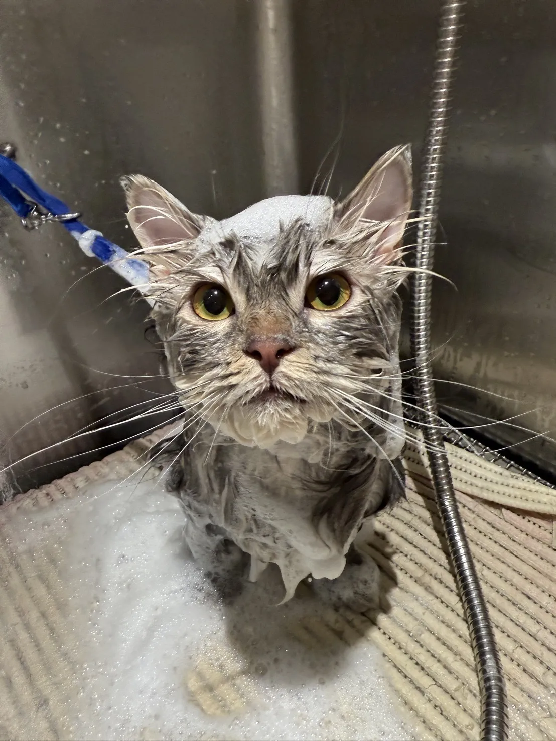 狗城堡寵物沙龍