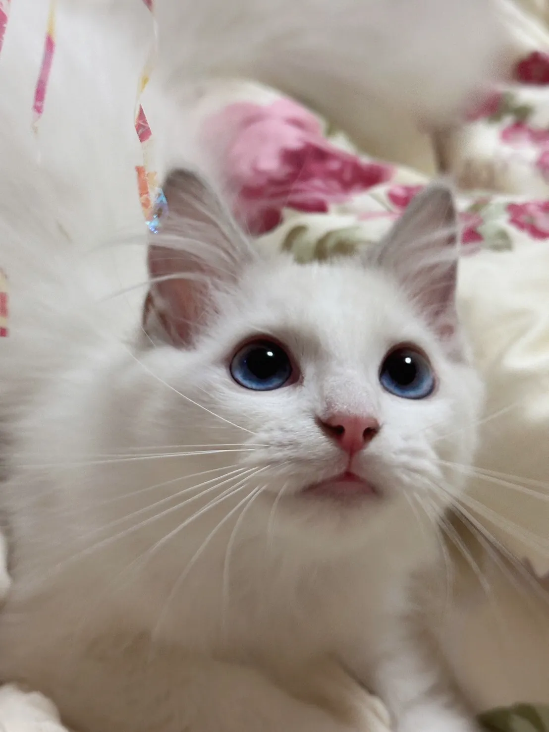 圓滾滾布偶貓舍