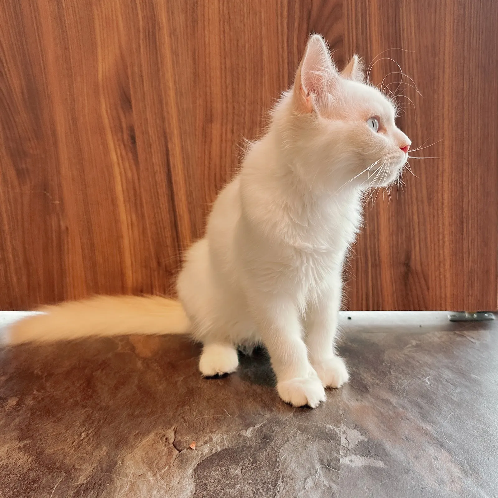 貓之森寵物生活館